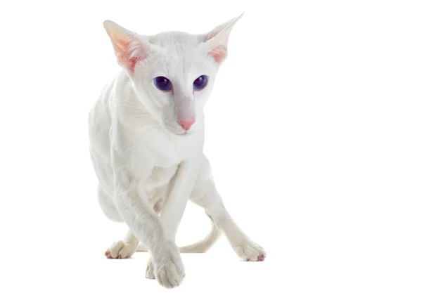 White oriental cat — Stock Photo, Image