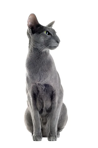 Szary kot orientalny — Zdjęcie stockowe