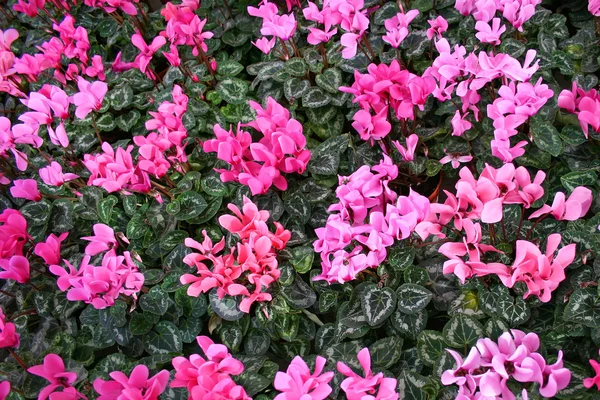 Pink cyclamen — Stock Photo, Image