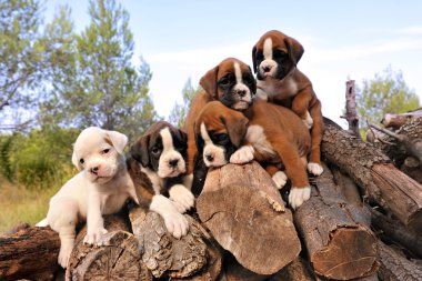 Puppies boxer clipart