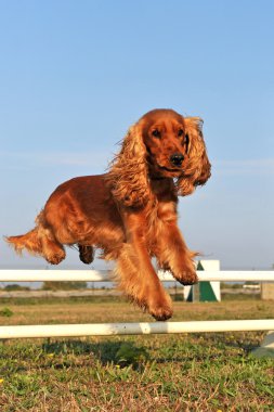 çeviklik, Cocker spaniel