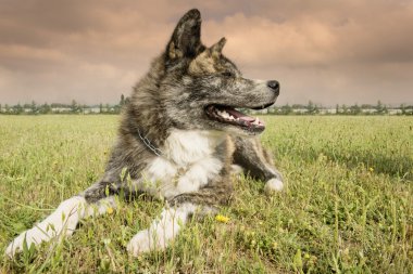 Akita Inu