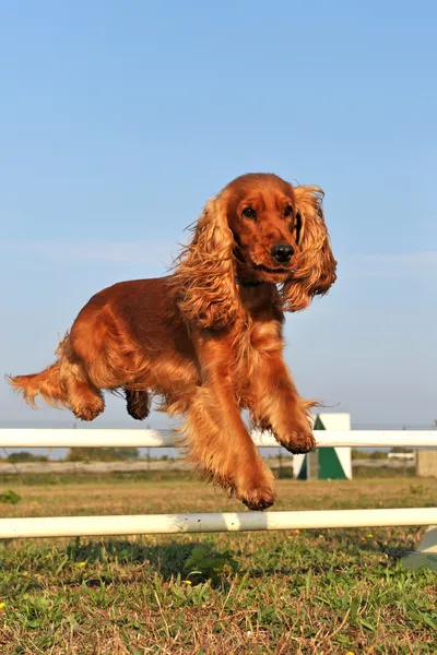 stock image Cocker spaniel in agility