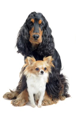 Cocker spaniel ve chihuahua