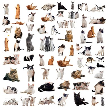 Cats in studio clipart