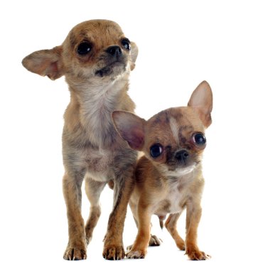 kukla chihuahuas