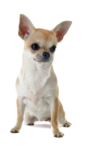 Puppy chihuahua — Stockfoto