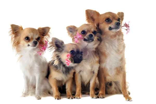 Vier Chihuahuas und Blumen — Stockfoto