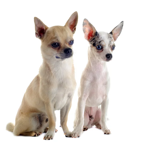 Chihuahuas — Stockfoto
