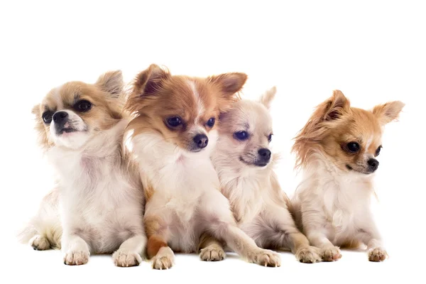 Chihuahuas — Fotografia de Stock