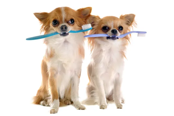 Chihuahuas och tandborste — Stockfoto