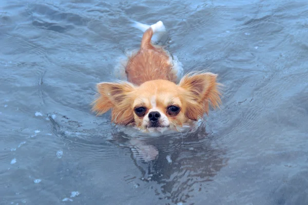 Swimming chihuahua — Stock Photo, Image