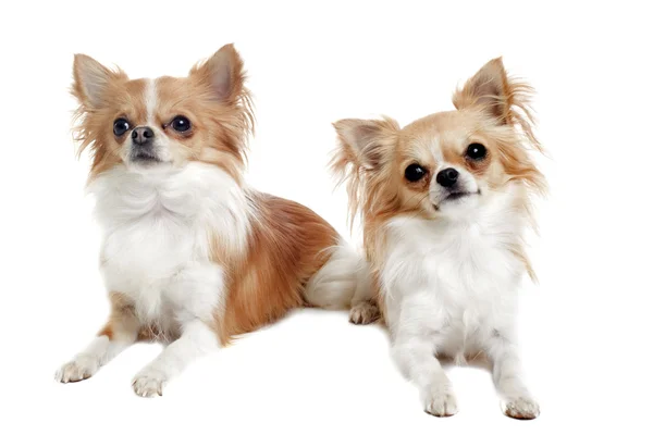 stock image Two chihuahuas