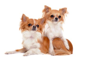 iki chihuahuas