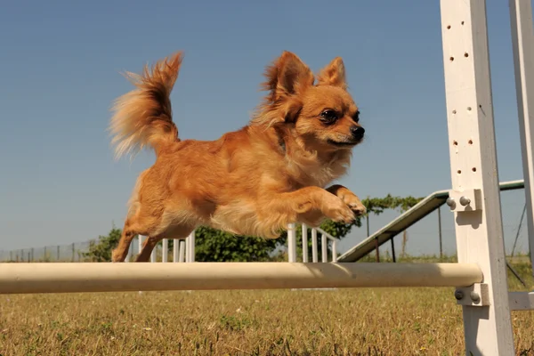 Chihuahua sautant — Photo