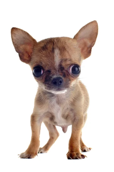 Chiot Chihuahua — Photo
