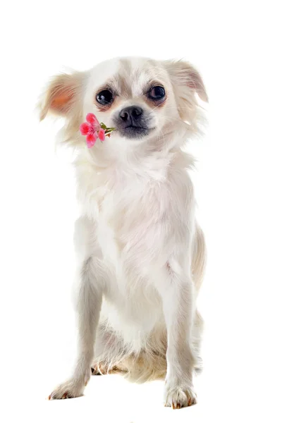 Chihuahua a květina — Stock fotografie