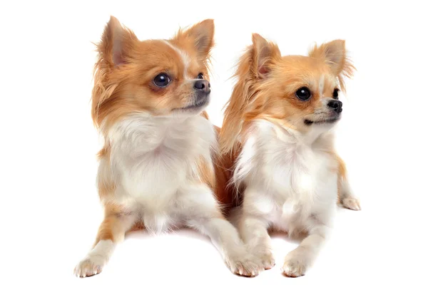 Paar Chihuahua — Stockfoto