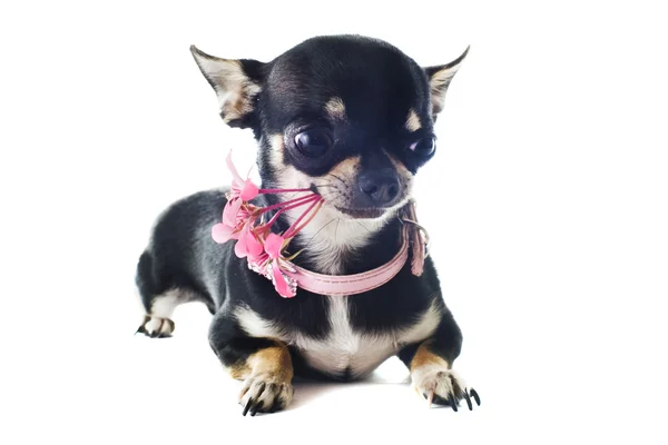 Chihuahua cachorro y flor —  Fotos de Stock