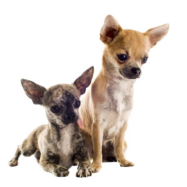 Puppies chihuahuas — Stock fotografie