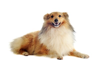 Shetland dog clipart