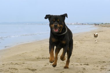 plajda çalışan rottweiler