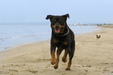 Rottweiler running on the beach clipart