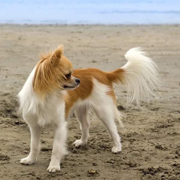 Chihuahua sur la plage — Photo