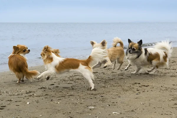 Chihuahuas en la playa — Foto de Stock