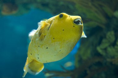 Altın pufferfish