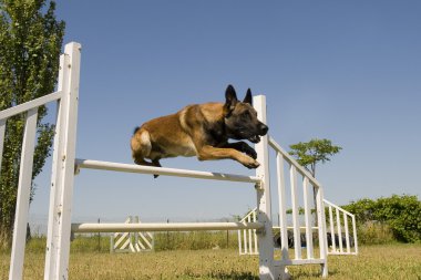 malinois atlama