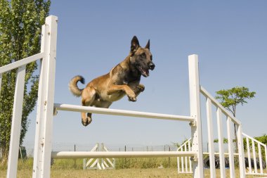 Jumping malinois clipart