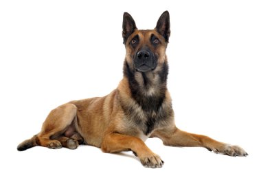 Malinois clipart