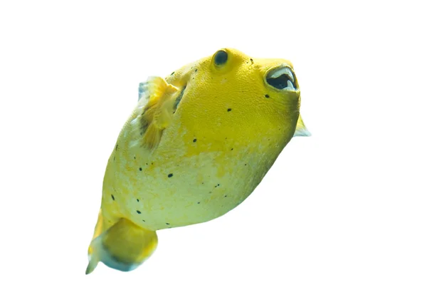 Золотий "pufferfish" — стокове фото