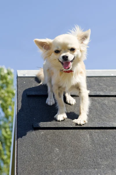 Chihuahua saltando — Foto de Stock