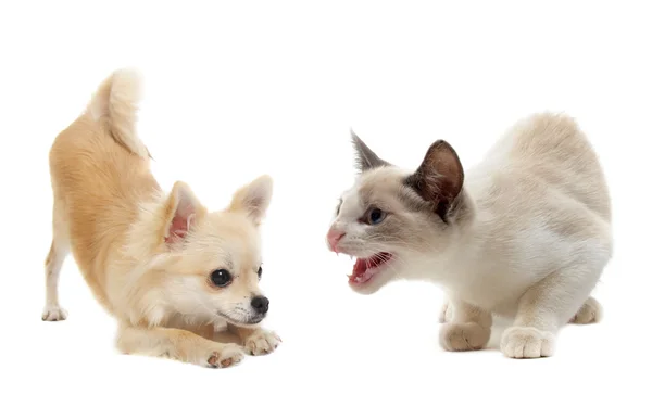 Agresywny kot i szczeniak chihuahua — Zdjęcie stockowe