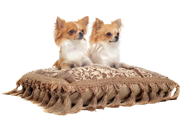 Pár Chihuahua — Stock fotografie