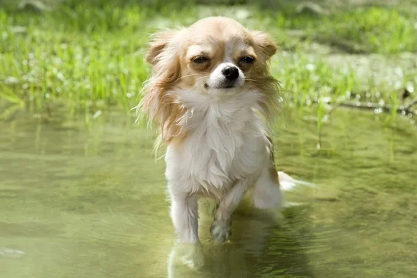 Chihuahua in the river — Stock Photo, Image