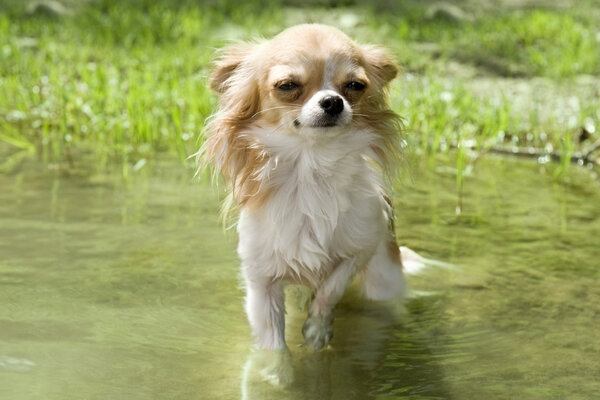 Chihuahua in the river