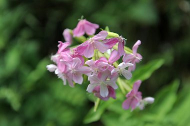 Soapwort, saponaria officinalis