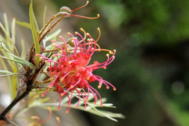 Grevillea olivacea