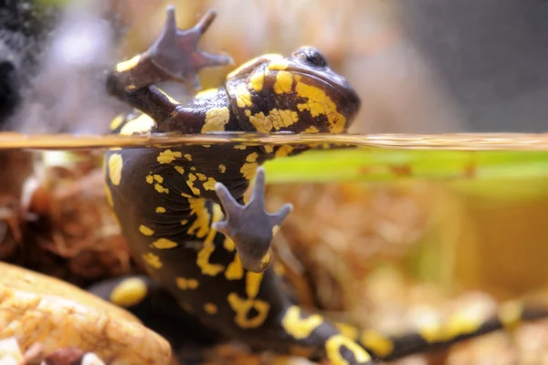 The fire salamander - Salamandra — Stock Photo, Image