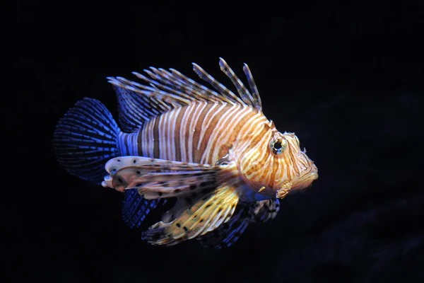 Червоний lionfish — стокове фото