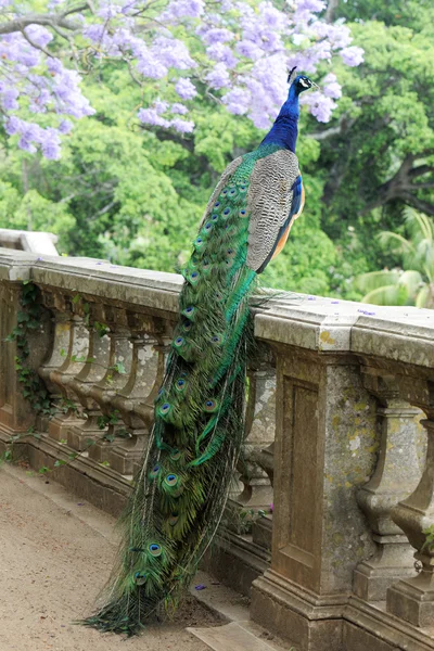 Peacock on a fence — Stock Photo, Image