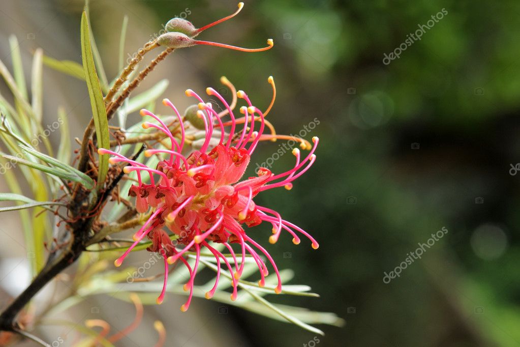 Grevillea olivacea 2024