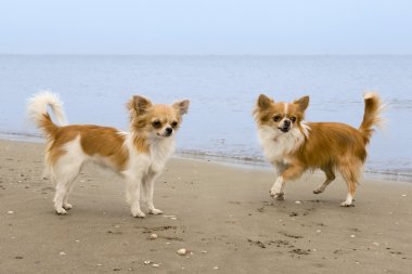 Chihuahuas on the beach clipart