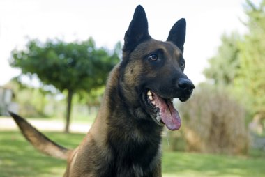 Malinois