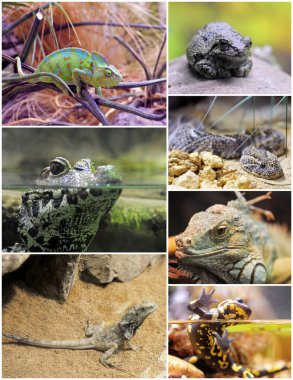 Reptiles and amphibians clipart