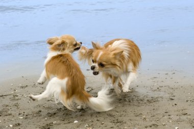 Chihuahuas on the beach clipart