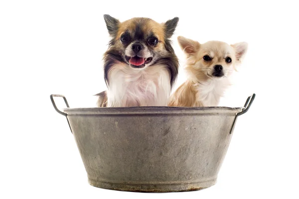 stock image In the bath